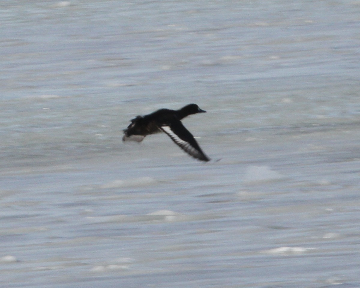 Greater Scaup - ML137408251