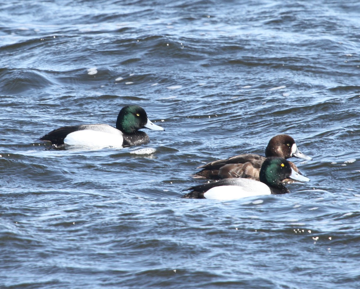Greater Scaup - ML137409411