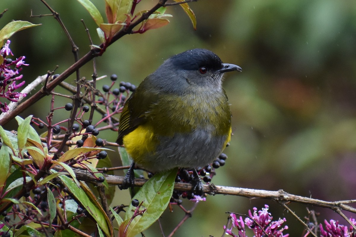 Black-and-yellow Silky-flycatcher - Terry Bohling