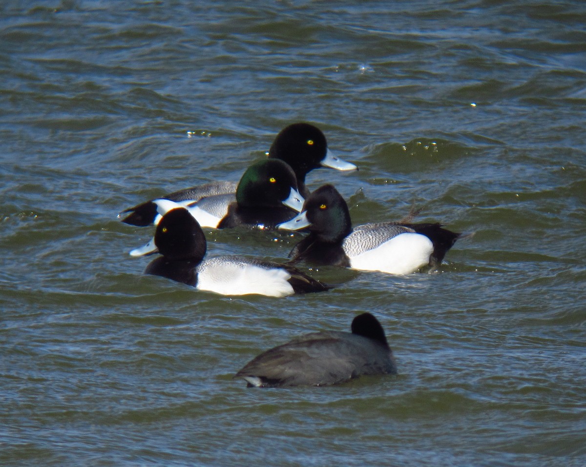 Greater Scaup - ML137412001