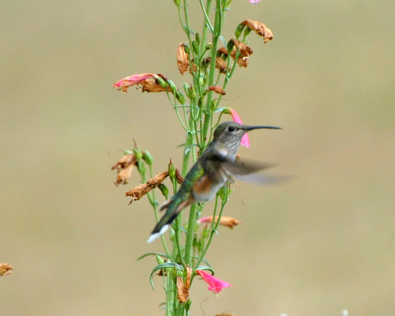 Broad-tailed Hummingbird - David Lambeth