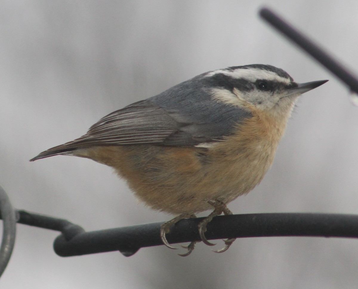 Red-breasted Nuthatch - Stacy Elliott