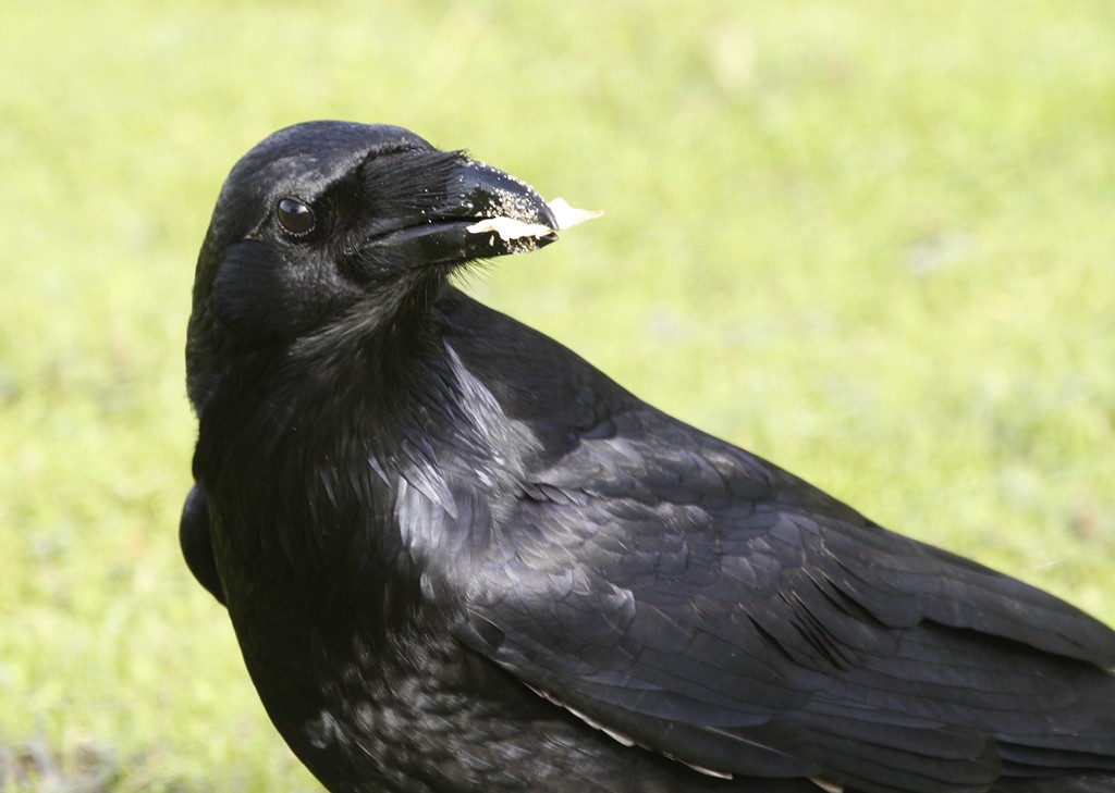 Common Raven - ML137414171