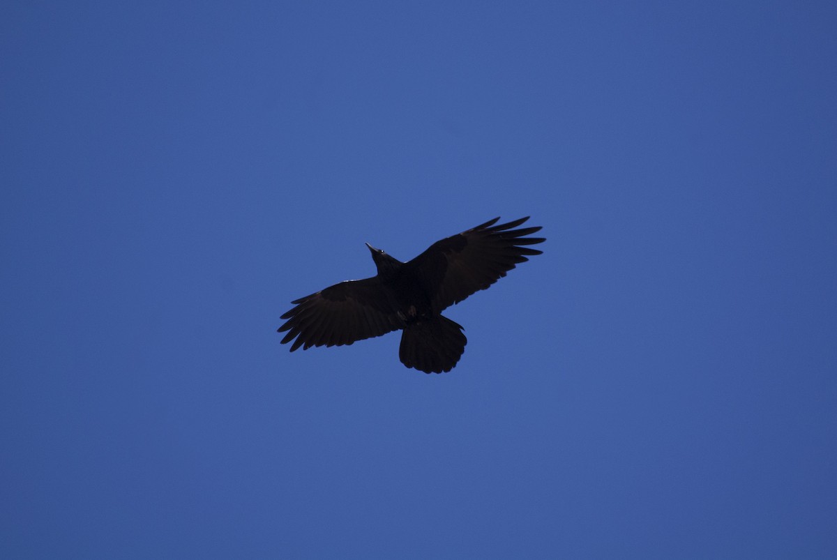 Common Raven - ML137414931