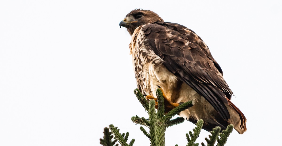 Red-tailed Hawk - ML137415291