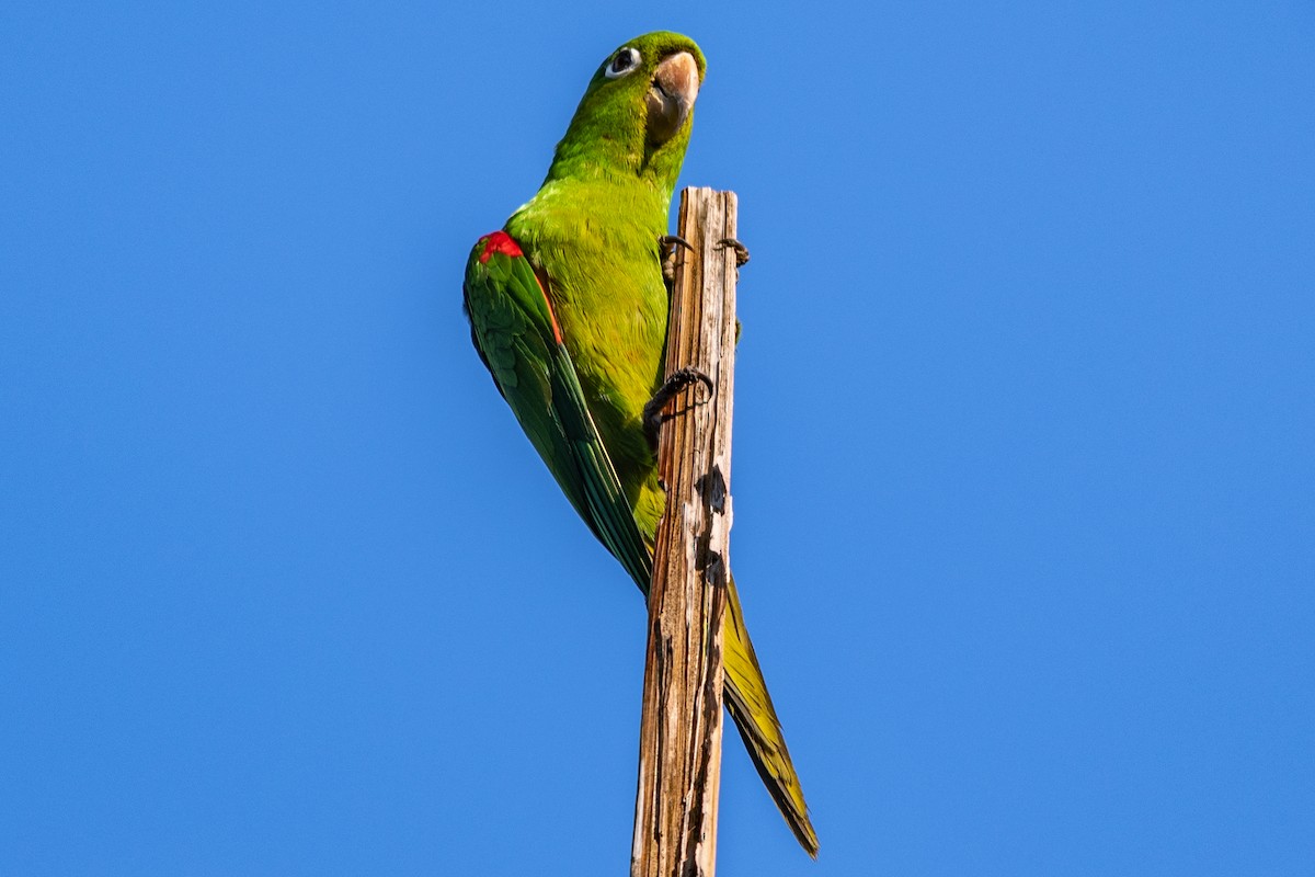 Hispaniolan Parakeet - ML137415481