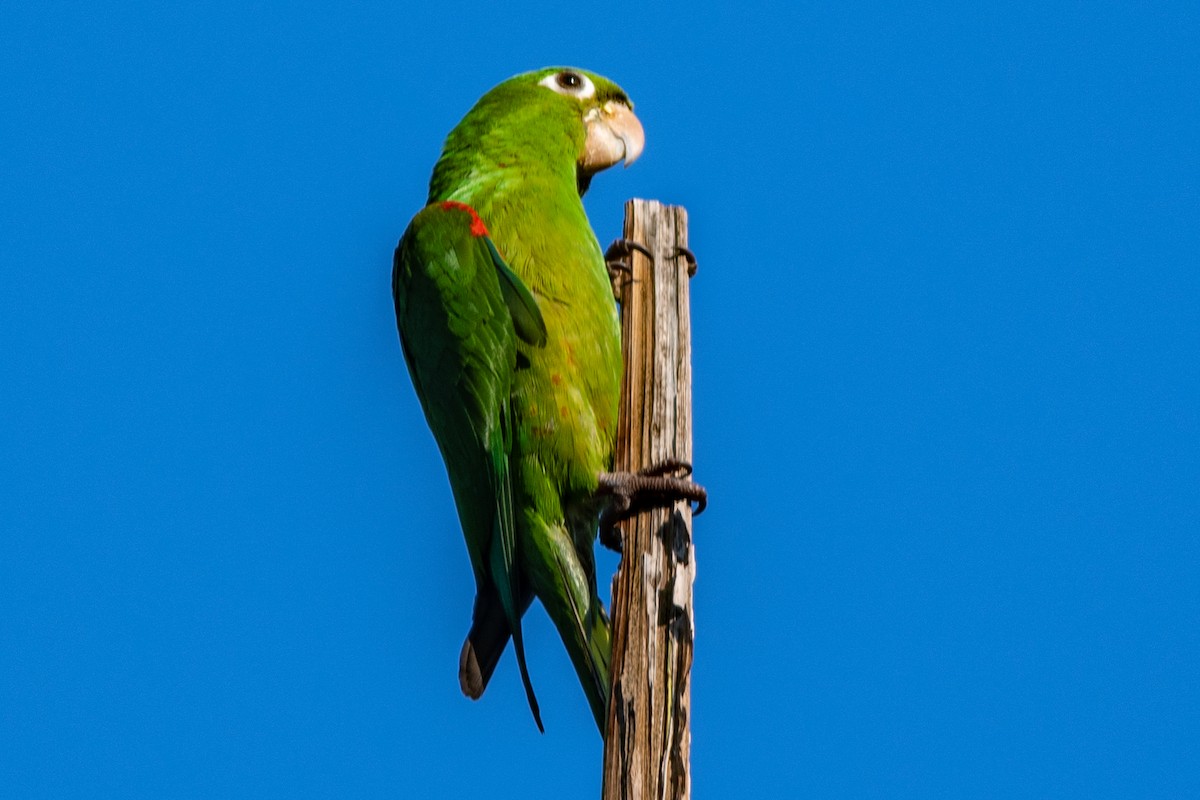 Hispaniolan Parakeet - Michael McGovern