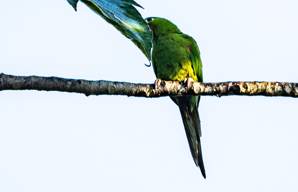 Hispaniolan Parakeet - ML137415571