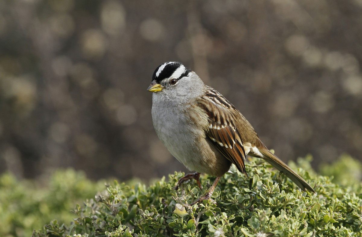 White-crowned Sparrow - ML137416381