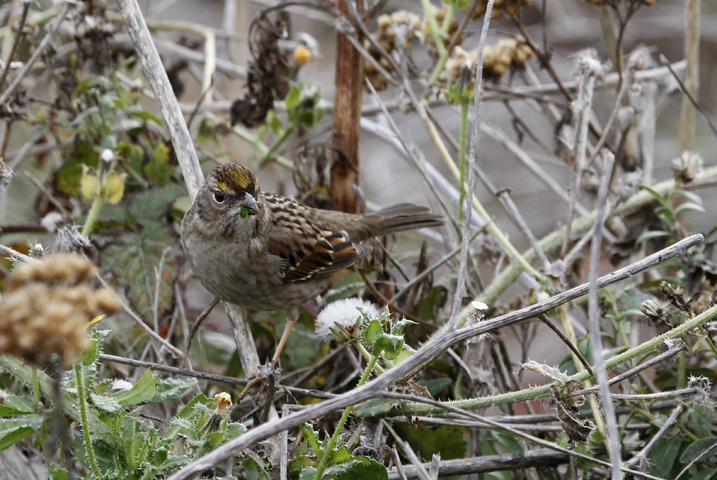 Golden-crowned Sparrow - ML137416411