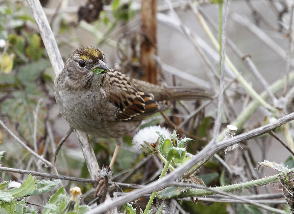 Golden-crowned Sparrow - ML137416421