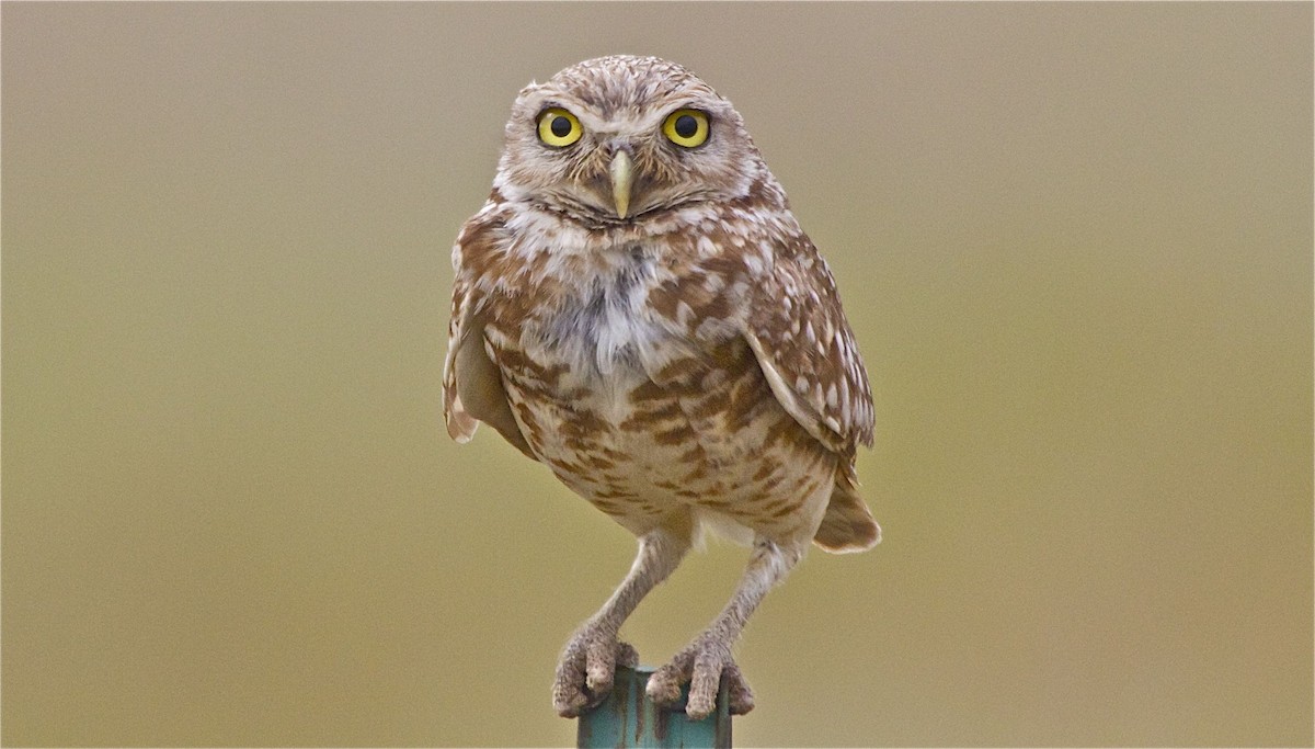 Burrowing Owl - Nathan Farnau