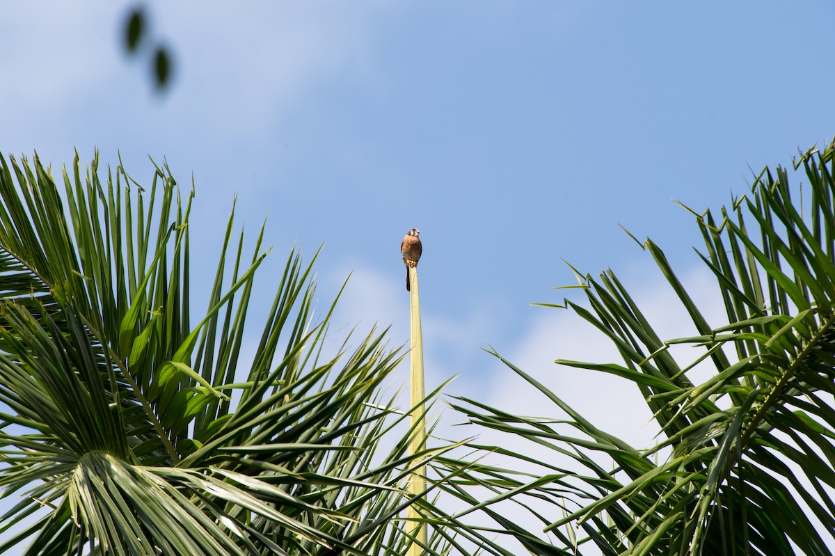 American Kestrel (Cuban) - ML137418241