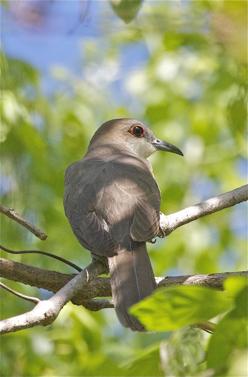 Black-billed Cuckoo - Nathan Farnau