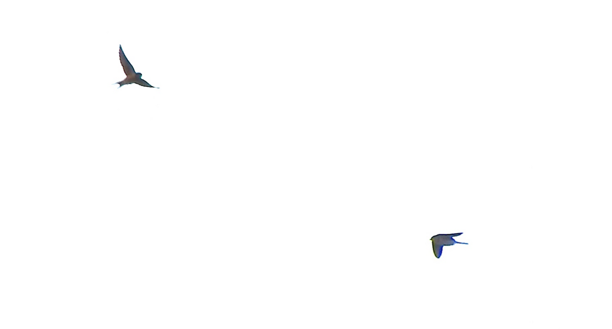 Barn Swallow (American) - ML137419701