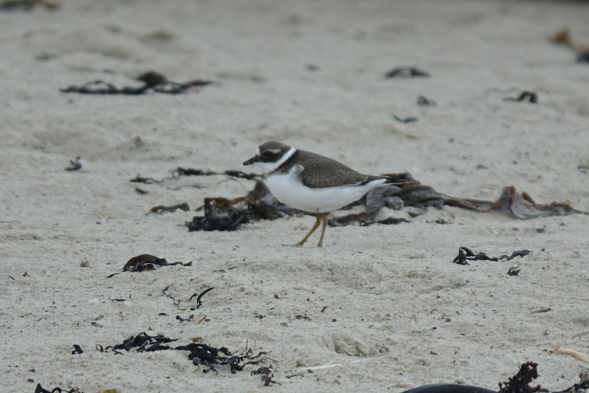 Common Ringed Plover - ML137422221
