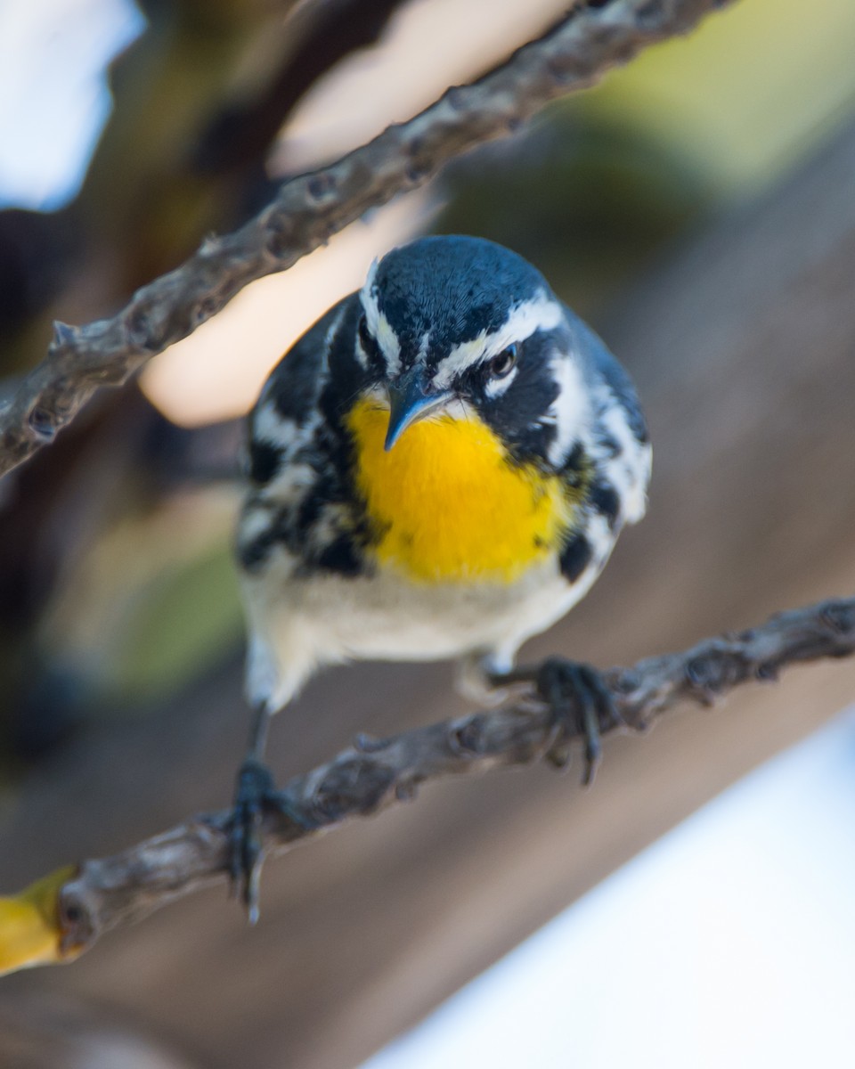 Yellow-throated Warbler - ML137422361