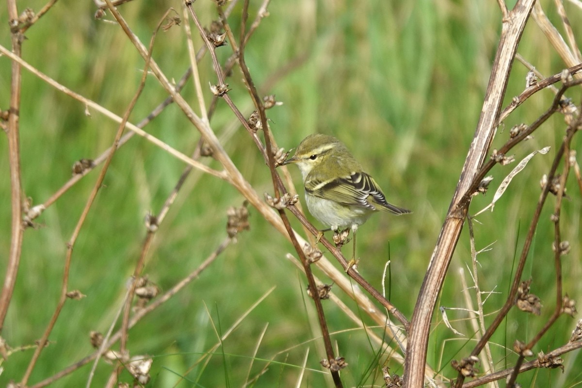 Yellow-browed Warbler - ML137423161