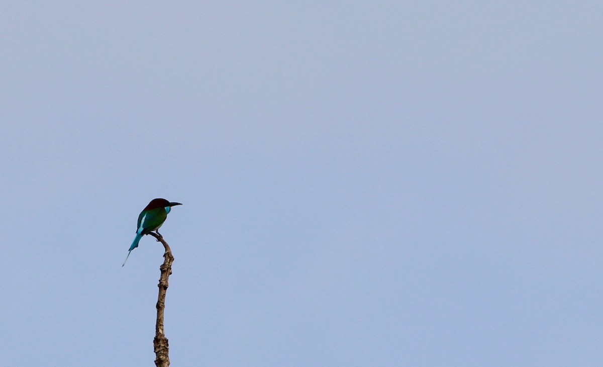 Blue-throated Bee-eater - ML137425381
