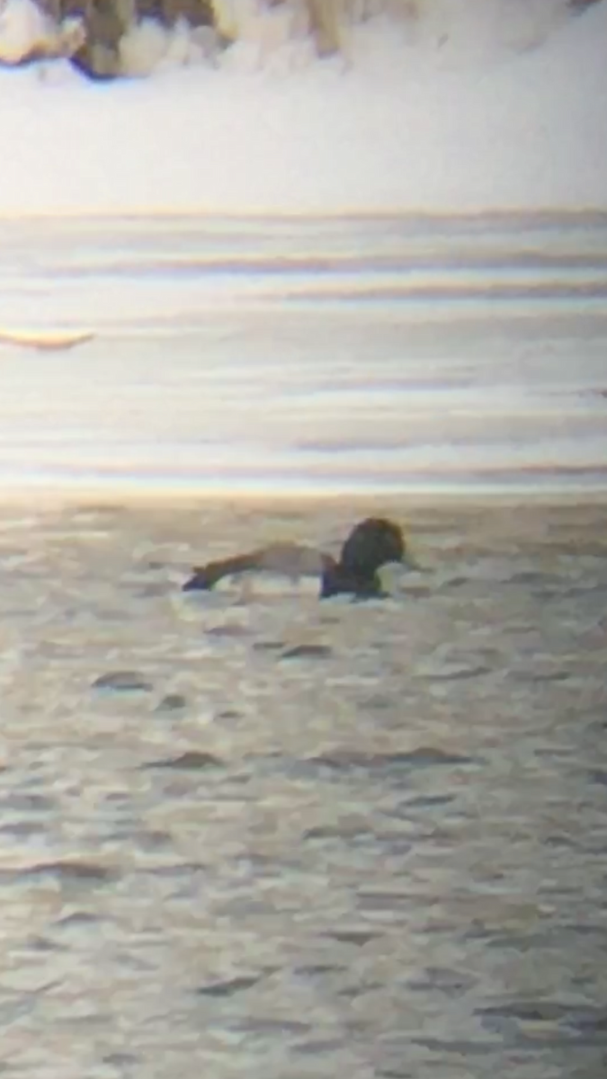 Greater Scaup - ML137426091