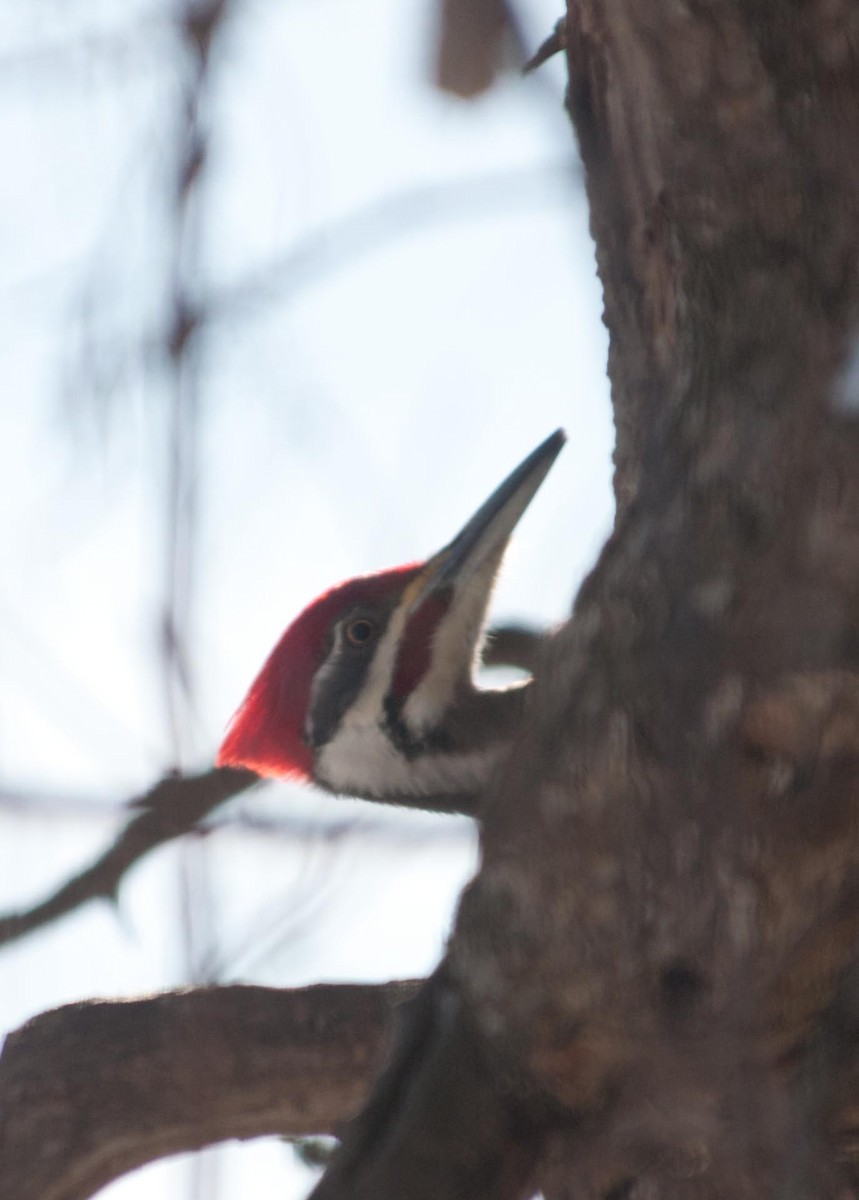 Pileated Woodpecker - ML137427151