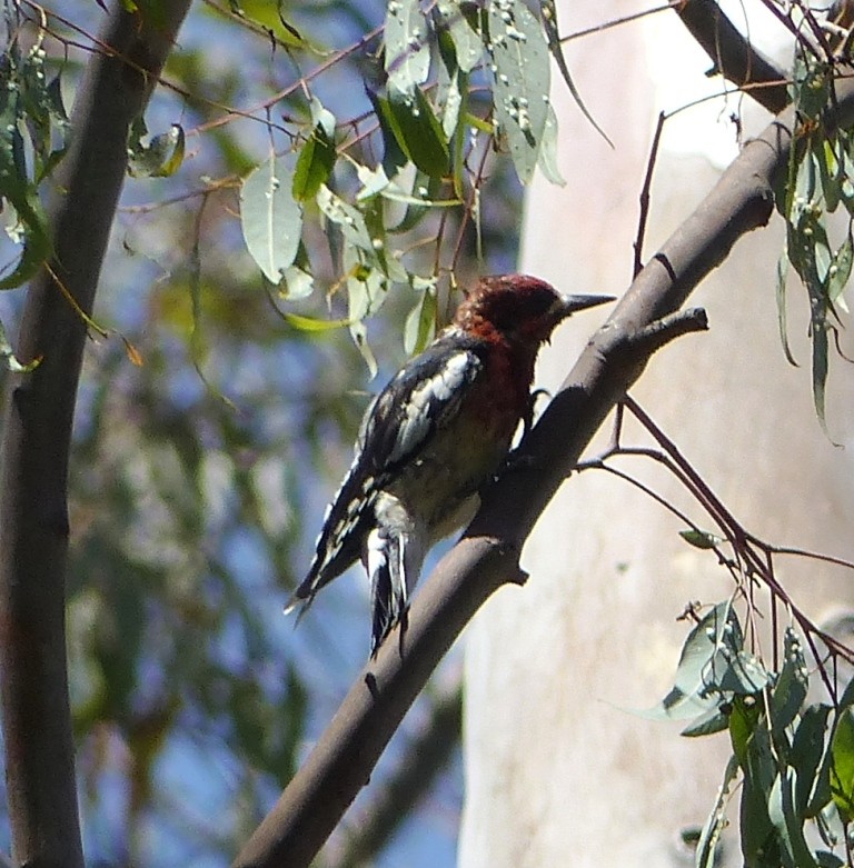 Red-breasted Sapsucker - ML137428431