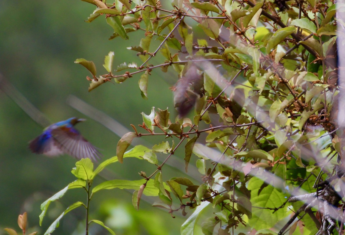 Red-throated Sunbird - Muhammad Iqbal