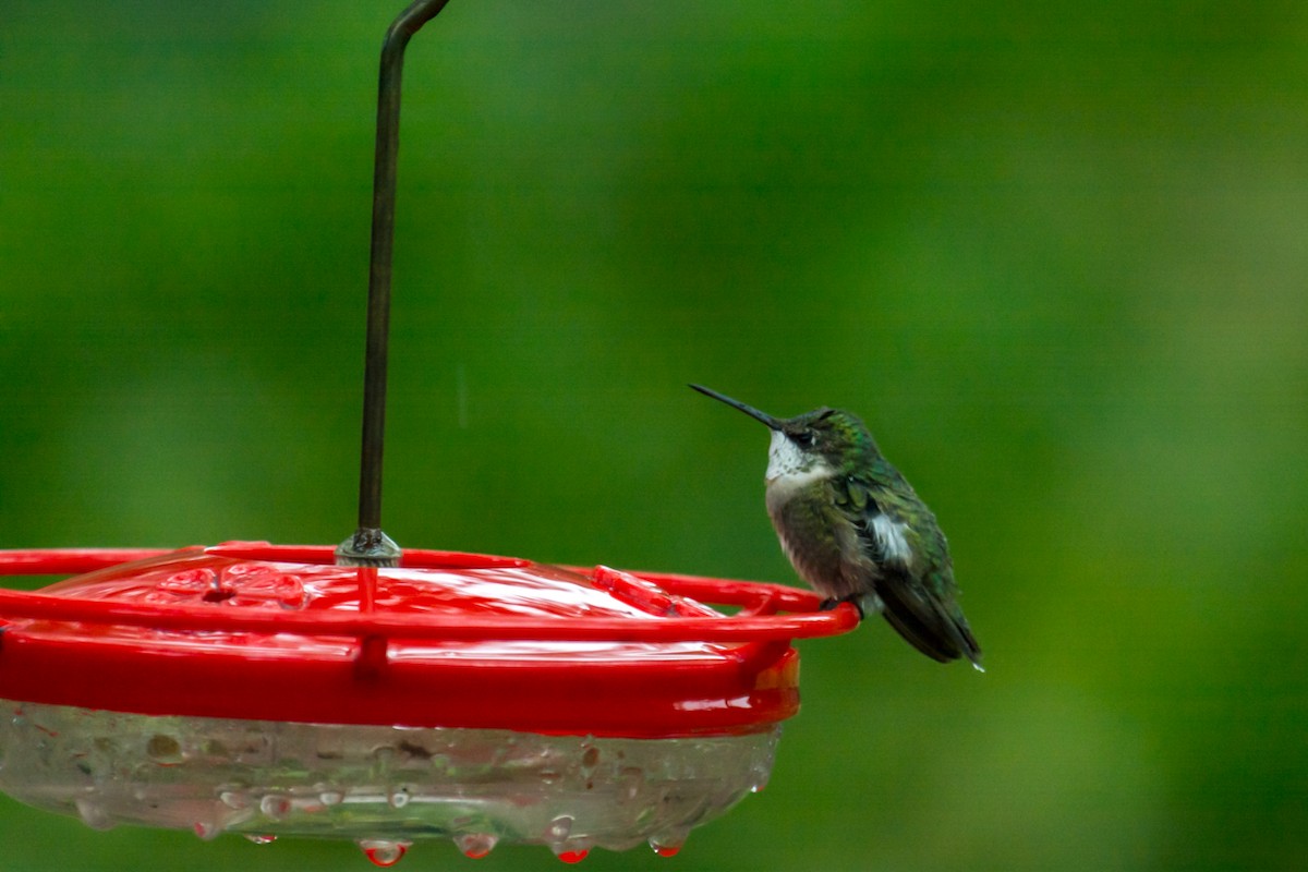 Ruby-throated Hummingbird - ML137437851