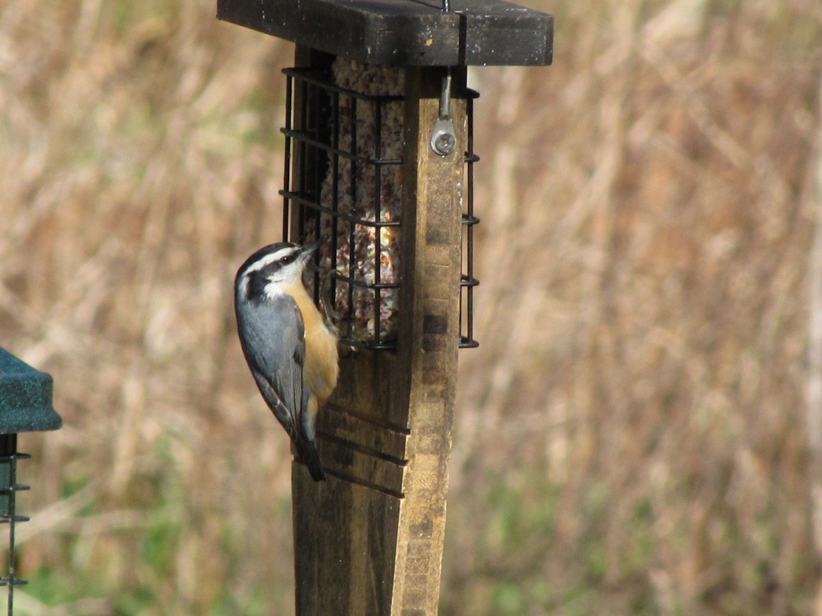 Red-breasted Nuthatch - Andy Harrison