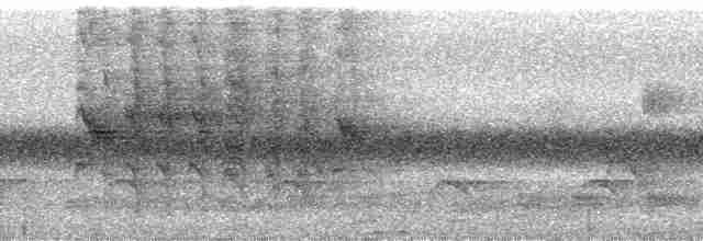 Drongo de Ludwig Común - ML137442