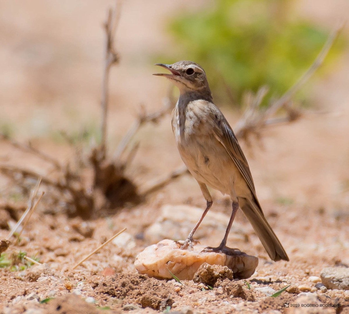 Pipit africain - ML137442501