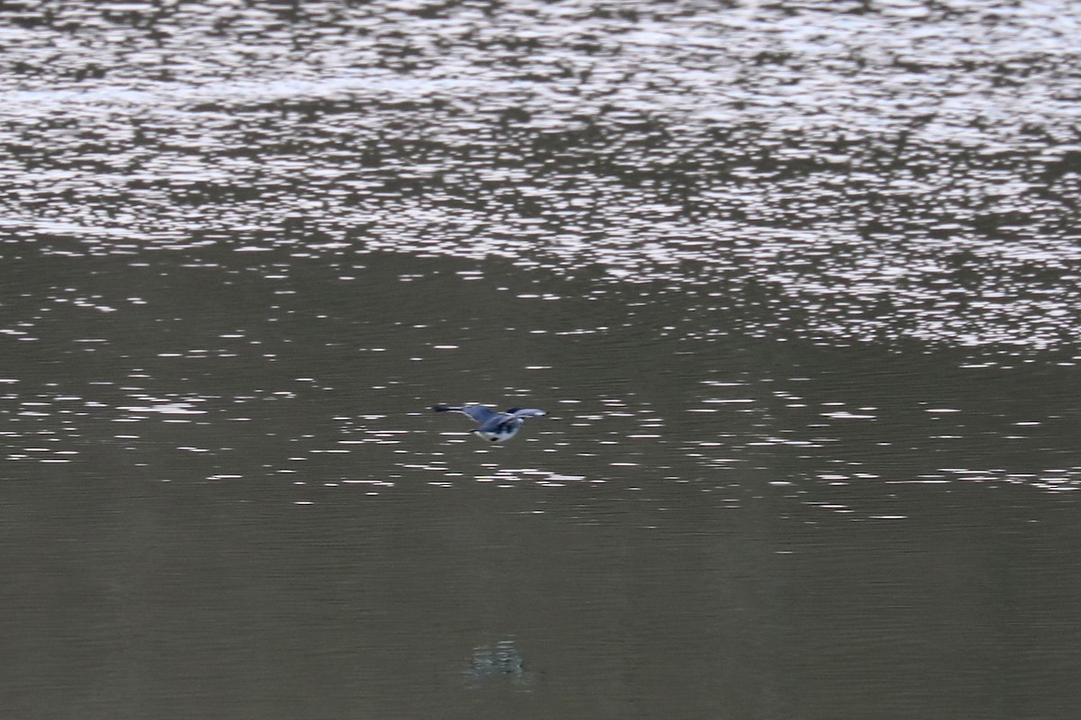 Belted Kingfisher - ML137444981