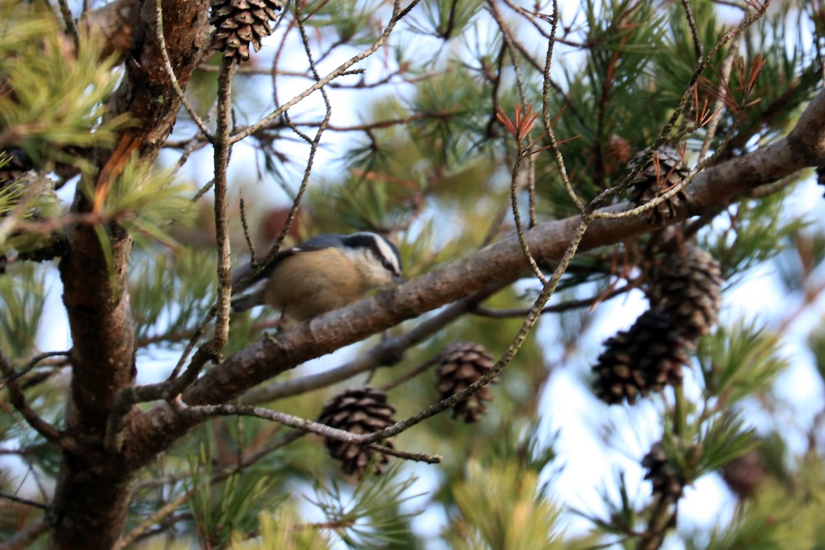 Red-breasted Nuthatch - ML137445581