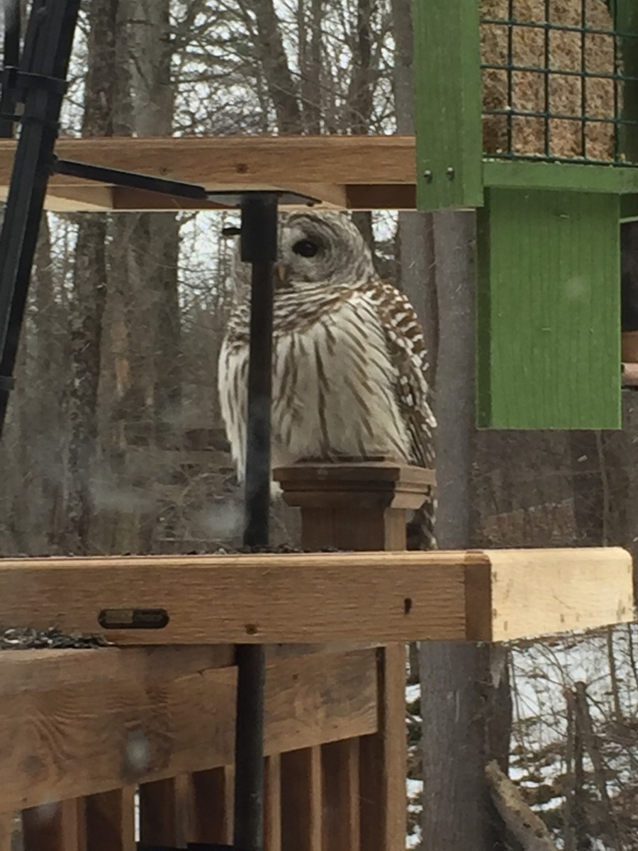Barred Owl - ML137447521