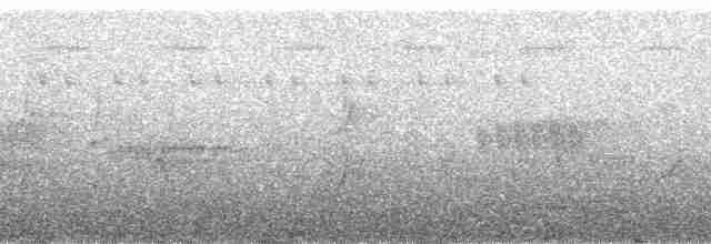 Trompeterhornvogel - ML137448