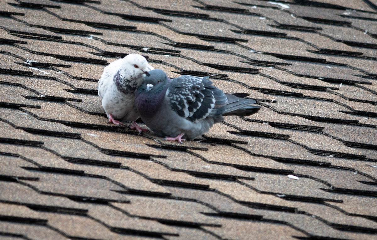 Rock Pigeon (Feral Pigeon) - ML137449031