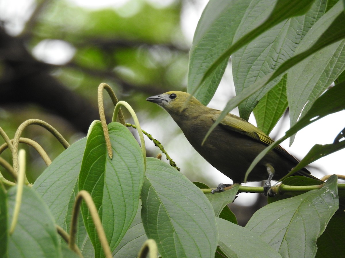 Palm Tanager - Thays Hungria