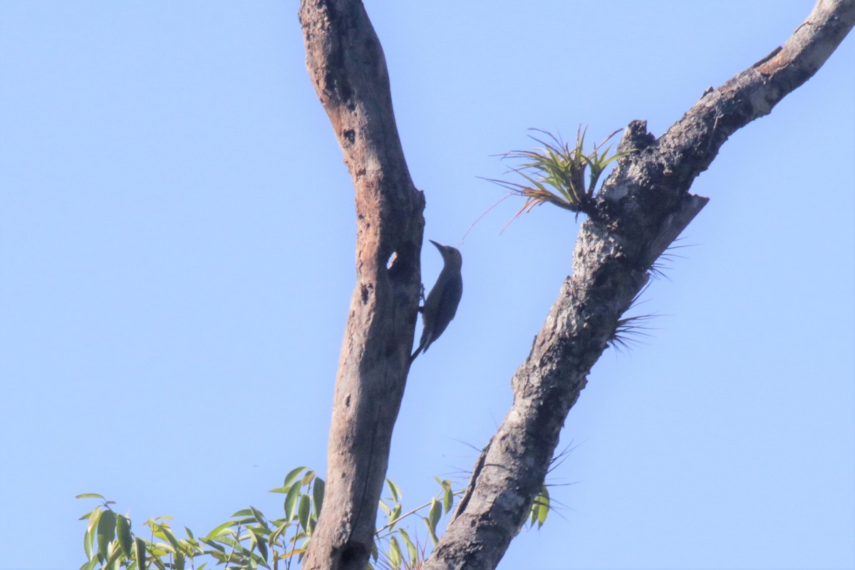 Golden-fronted Woodpecker (Velasquez's) - Doug Kibbe