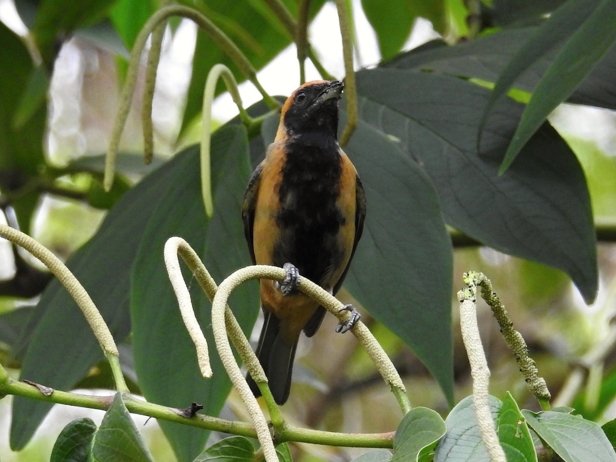 Burnished-buff Tanager - Thays Hungria