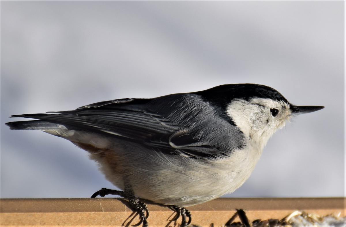 White-breasted Nuthatch - Ken Milender