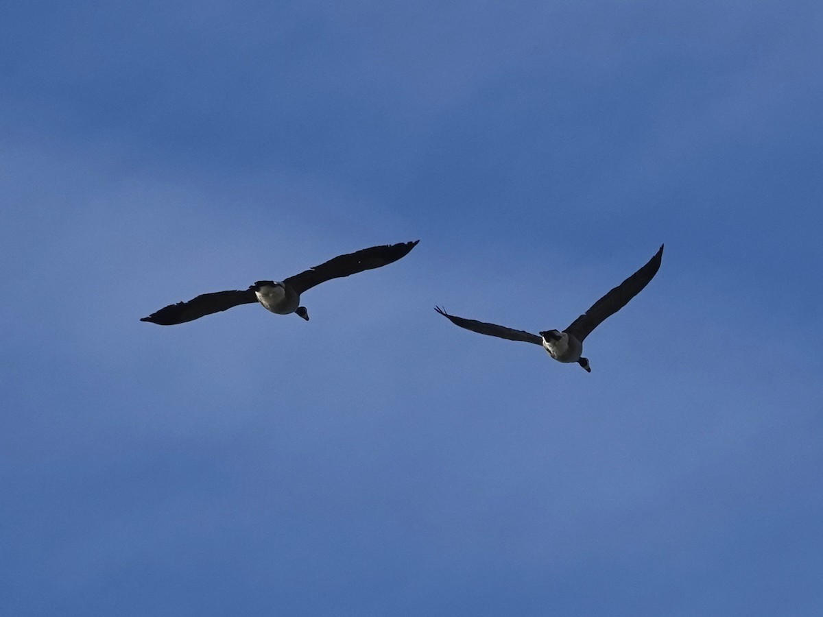 Canada Goose - Norman Uyeda
