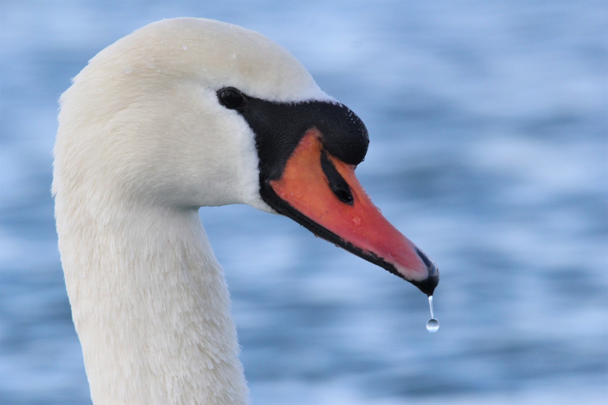 Mute Swan - Quinten Wiegersma