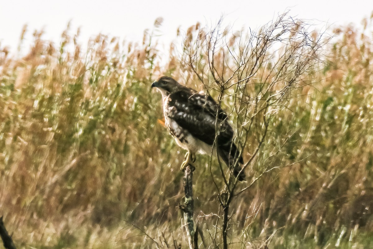Red-tailed Hawk - ML137456891