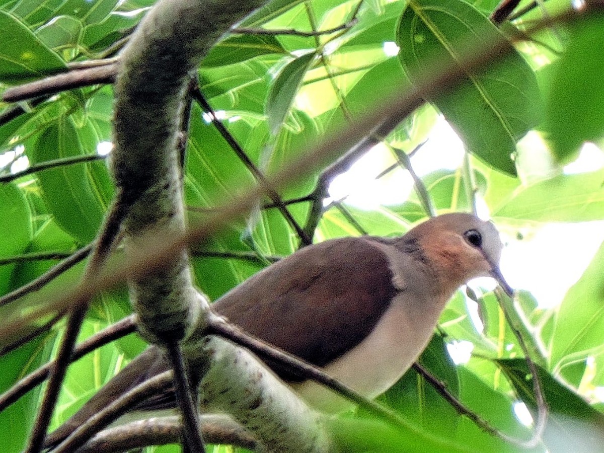Gray-fronted Dove - Christian  Trejos
