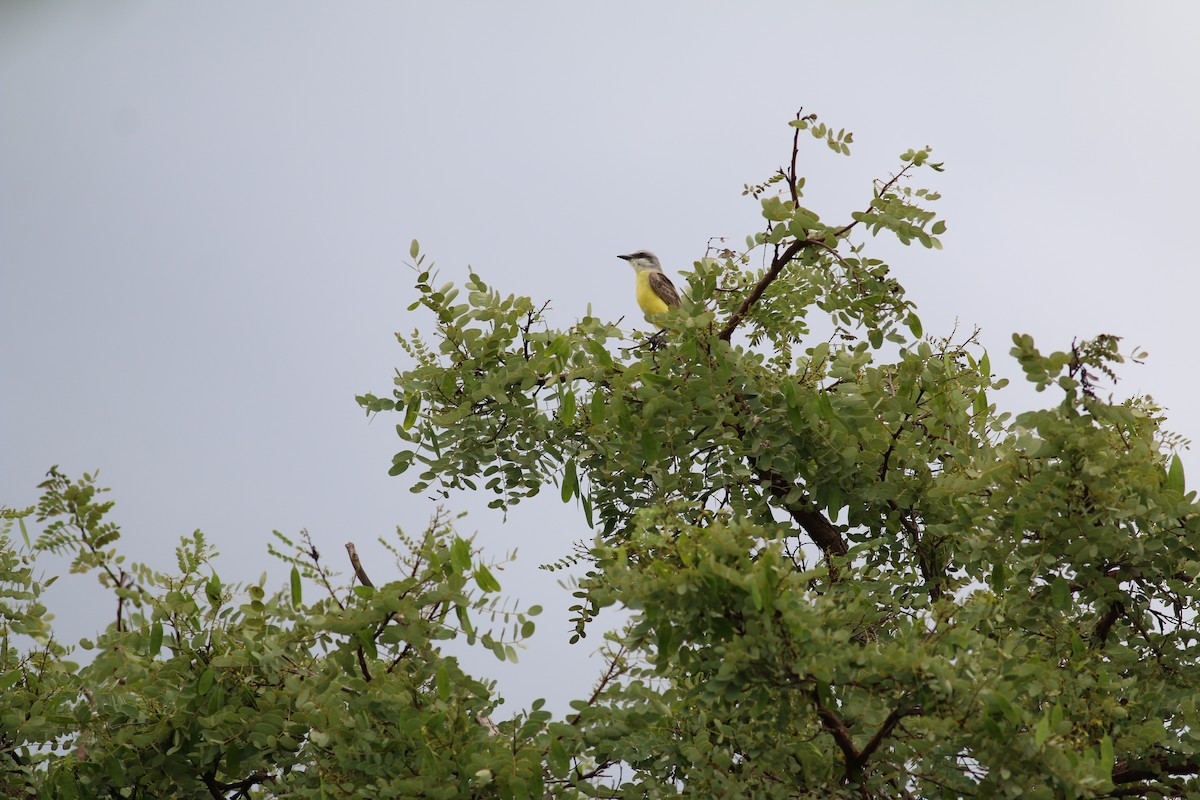 White-throated Kingbird - Daniel Branch