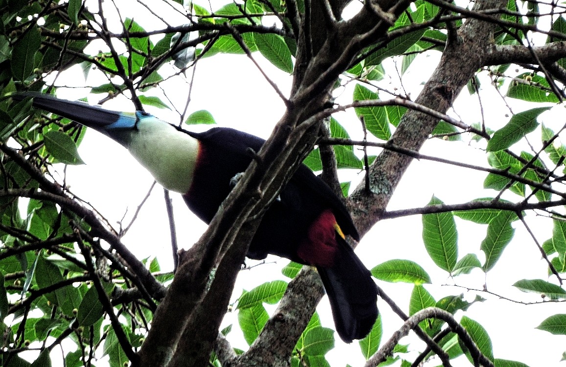 Channel-billed Toucan - Christian  Trejos