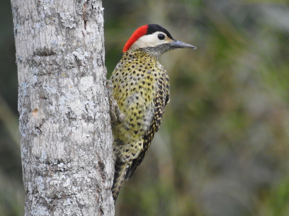 Green-barred Woodpecker - Thays Hungria
