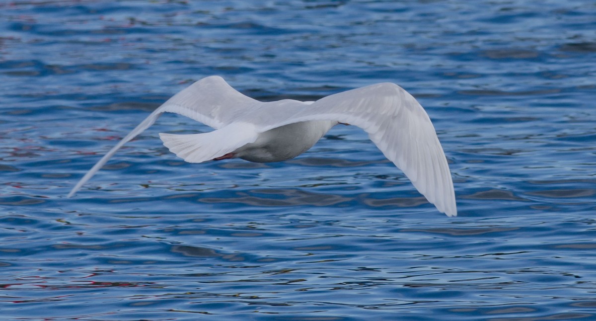 Iceland Gull (glaucoides) - Alix d'Entremont
