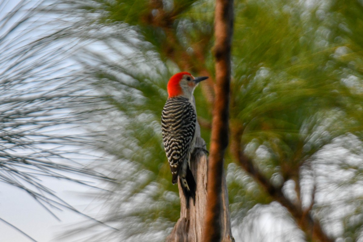 Red-bellied Woodpecker - Michael Hyman