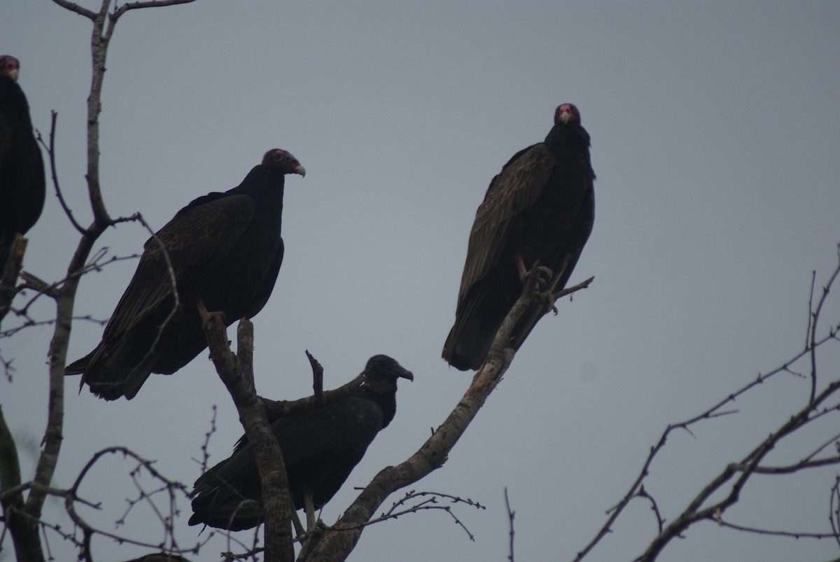 Black Vulture - ML137465741